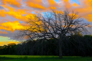 SUNSET AND LONELY TREE